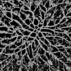 Papacy : In the Room of the Garden